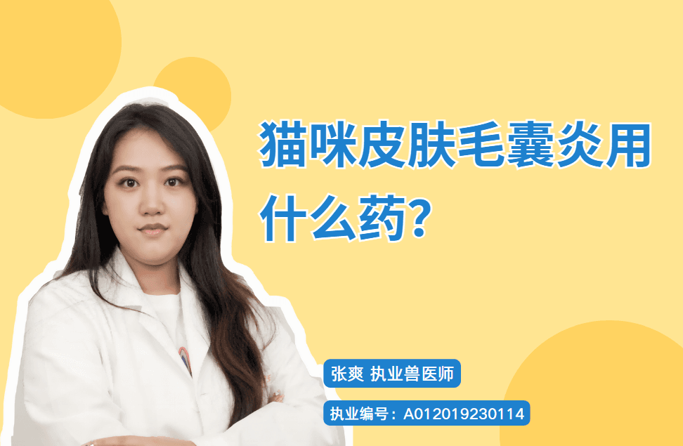 猫咪毛囊炎怎么办？从症状到治疗全攻略