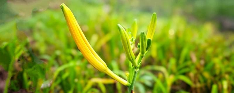 新鲜黄花菜怎么处理