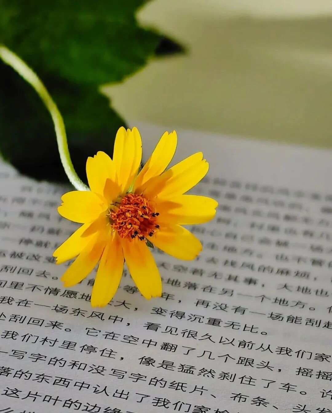 《人生只有一件事》：20个金句，读完人间清醒，建议收藏。