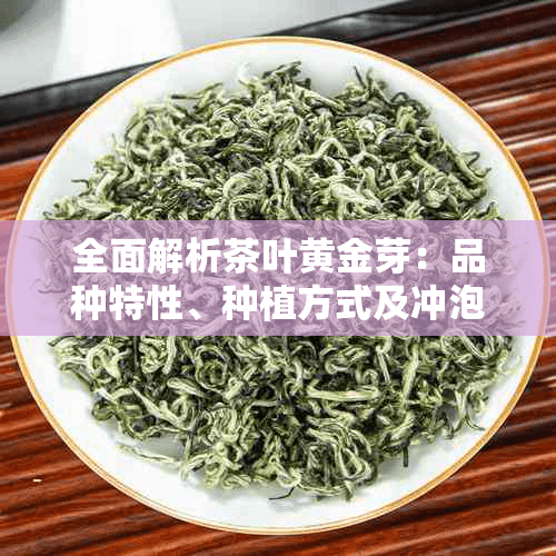 全面解析茶叶黄金芽：品种特性、种植方式及冲泡技巧