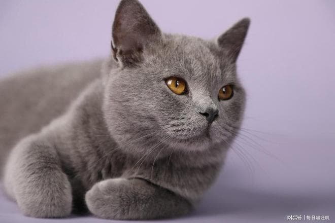 无谷猫粮选购指南：从成分到营养的全面解析