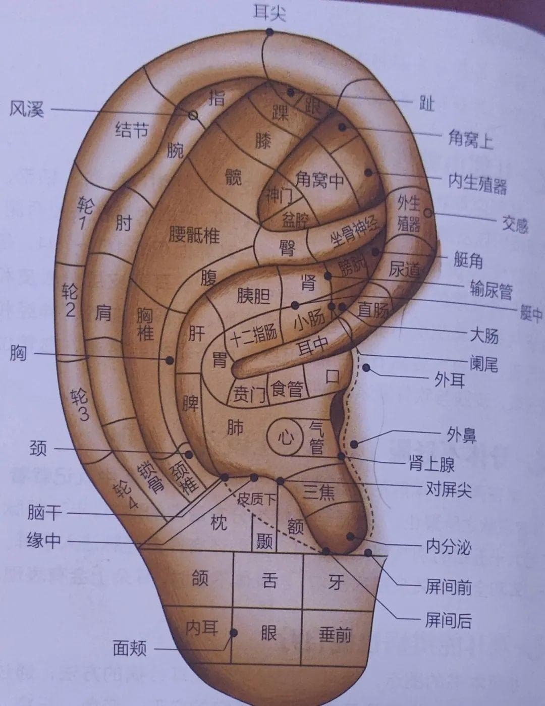 青海大学附属医院中西医结合科特色治疗之——耳部铜砭刮痧