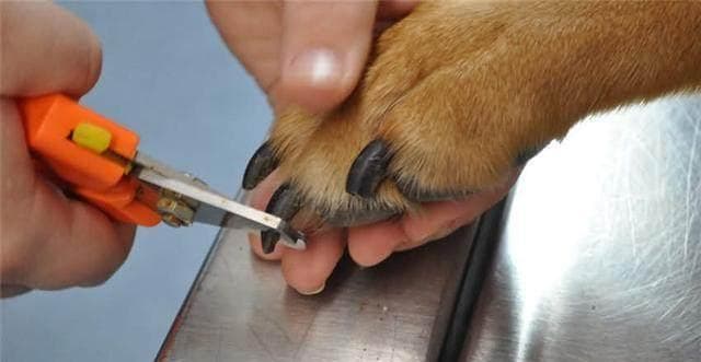 狗狗趾甲止血急救指南：15个实用步骤确保宠物爪子健康