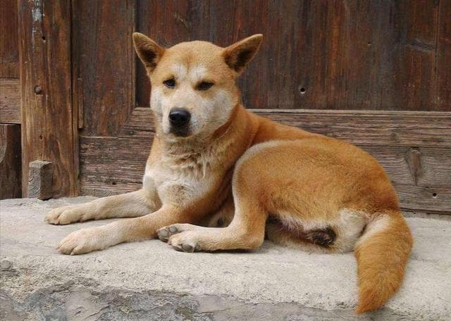 中华田园犬：为什么越来越多的人，瞧不起土狗？