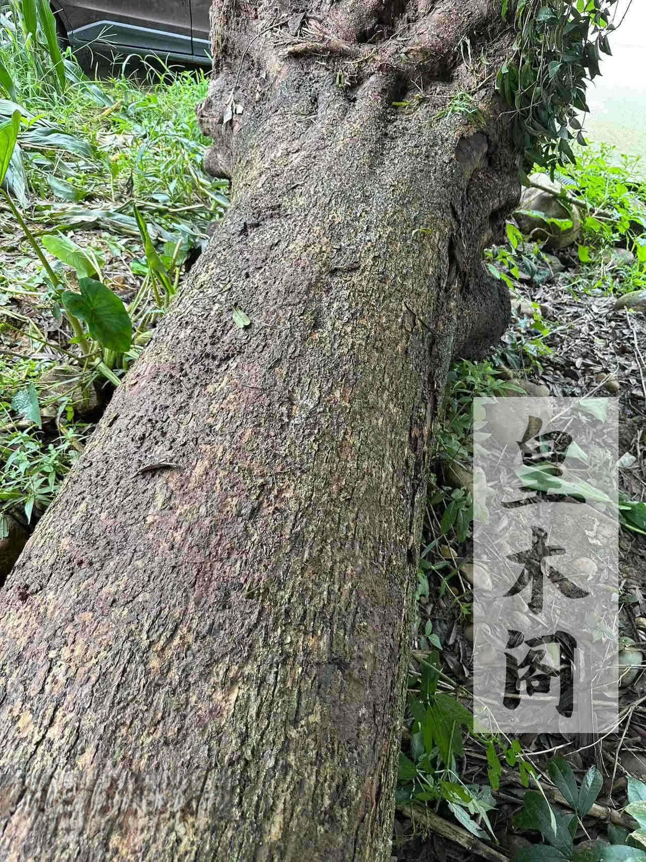 金丝楠木棺材：材质、工艺与文化传承