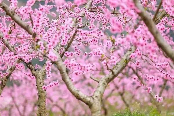 成都龙泉驿赏桃花攻略：五大景点全解析