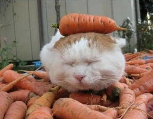 猫咪能吃胡萝卜，但要煮熟且限量