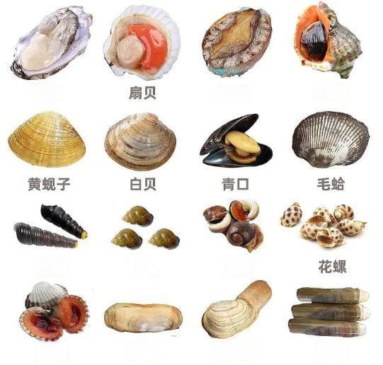中国海鲜十大名贝，你都吃过吗？