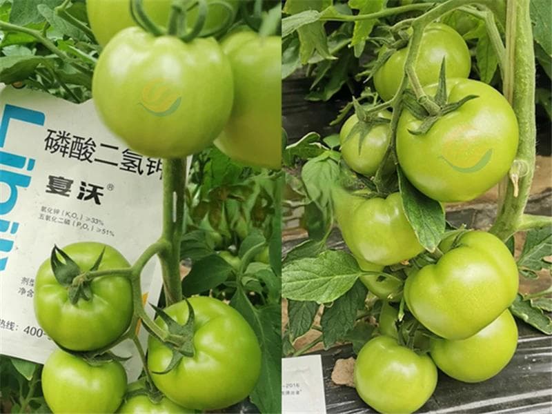 磷酸二氢钾，这三个时期用效果最好