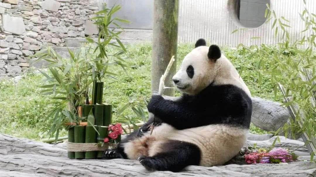 官方回应旅外大熊猫争议：生活状况良好，合作成果显著