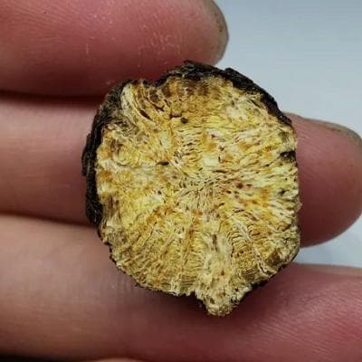 详解北苍术：化学成分、功效应用与使用禁忌