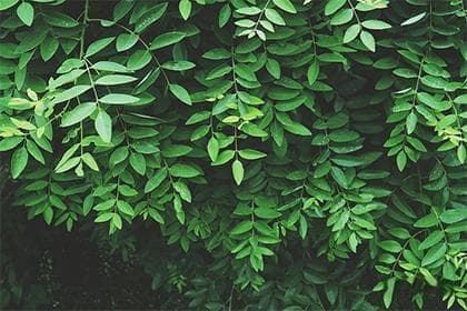 鱼缸旁边适合摆放什么植物：美化与养护指南