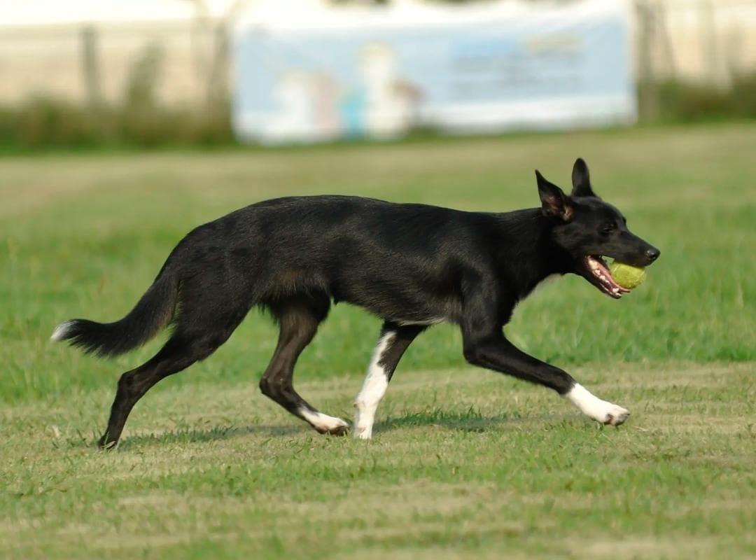 边境牧羊犬训练指南：建立信任与趣味性训练