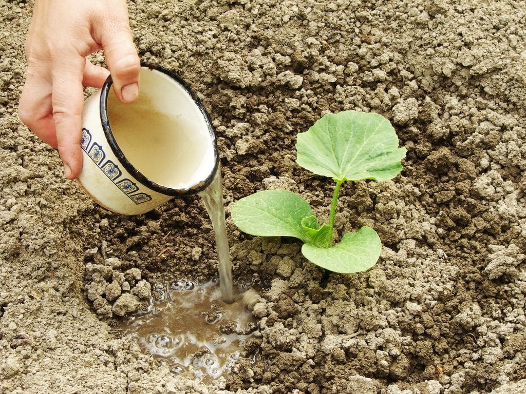 春季种菜技巧：晴天种还是阴天种？先种后浇还是先浇后种？