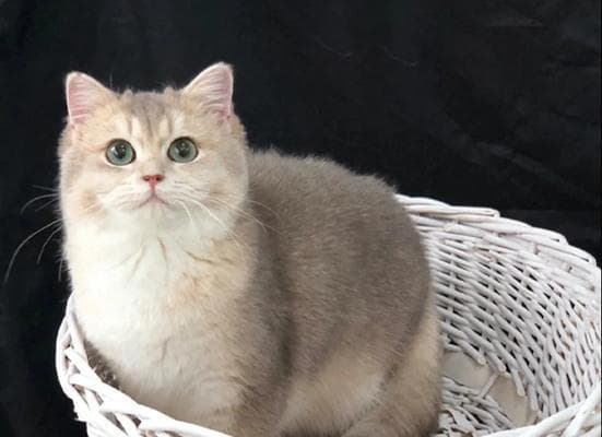 英短猫七种常见颜色及价格一览