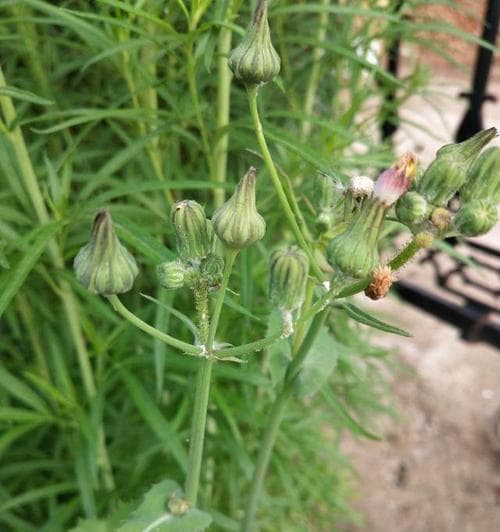 苦苣菜的特点与栽培技巧（从常绿植物到营养蔬菜，解读苦苣菜的“真面目”）