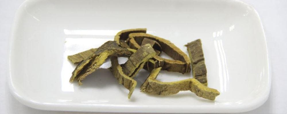 清热燥湿又止血，黄柏在湿热病和皮肤感染中显身手