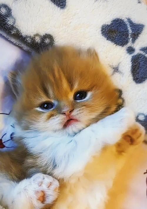 猫咪的饮食管理——多少餐最合适？（管饱不管胖，让宠物健康成长）