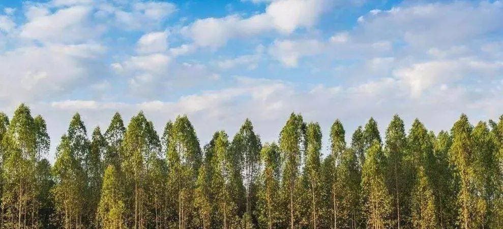 精油界的呼吸清道夫——尤加利精油
