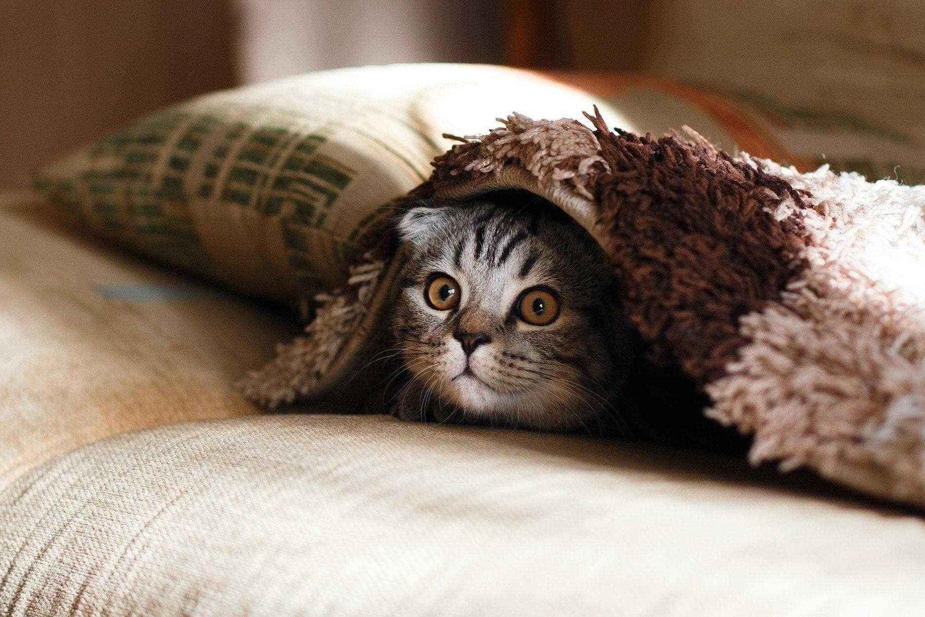 猫咪乱尿床？可能是猫砂盆出了问题