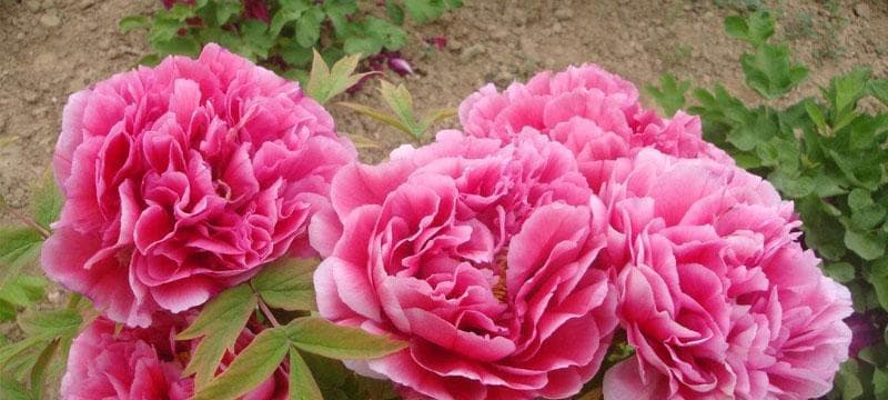 中国文化花卉之美——探寻代表中国的花卉