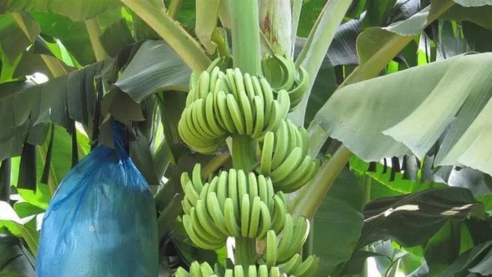 高产香蕉的种植与管理方法（香蕉栽种技巧、肥料使用、防病治虫、采收时间等全面解析）