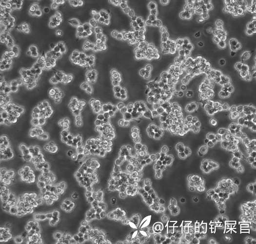 细胞的各类形态介绍
