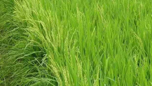 水稻生长后期“不低头”、“鹰钩嘴”发病原因和机理详析