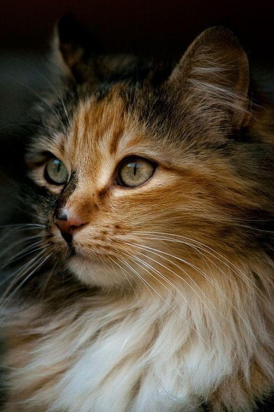 猫咪眼睛颜色与性格特征的关系