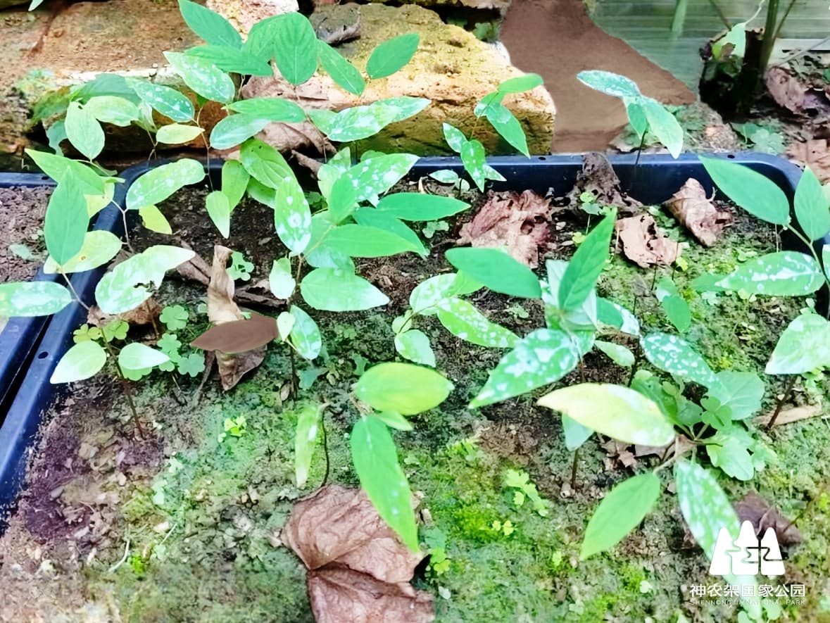 让神农架珍稀濒危植物重焕生机