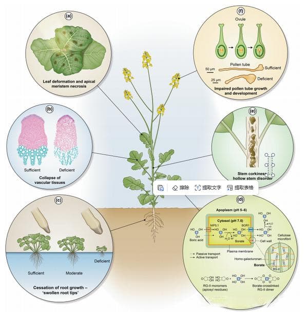 植物必需八大微量营养素关键生理功能与缺乏症状的关联