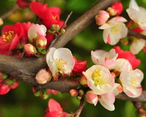 四季梅花的花期及生长习性（揭秘四季梅的开花时间和品种特点）