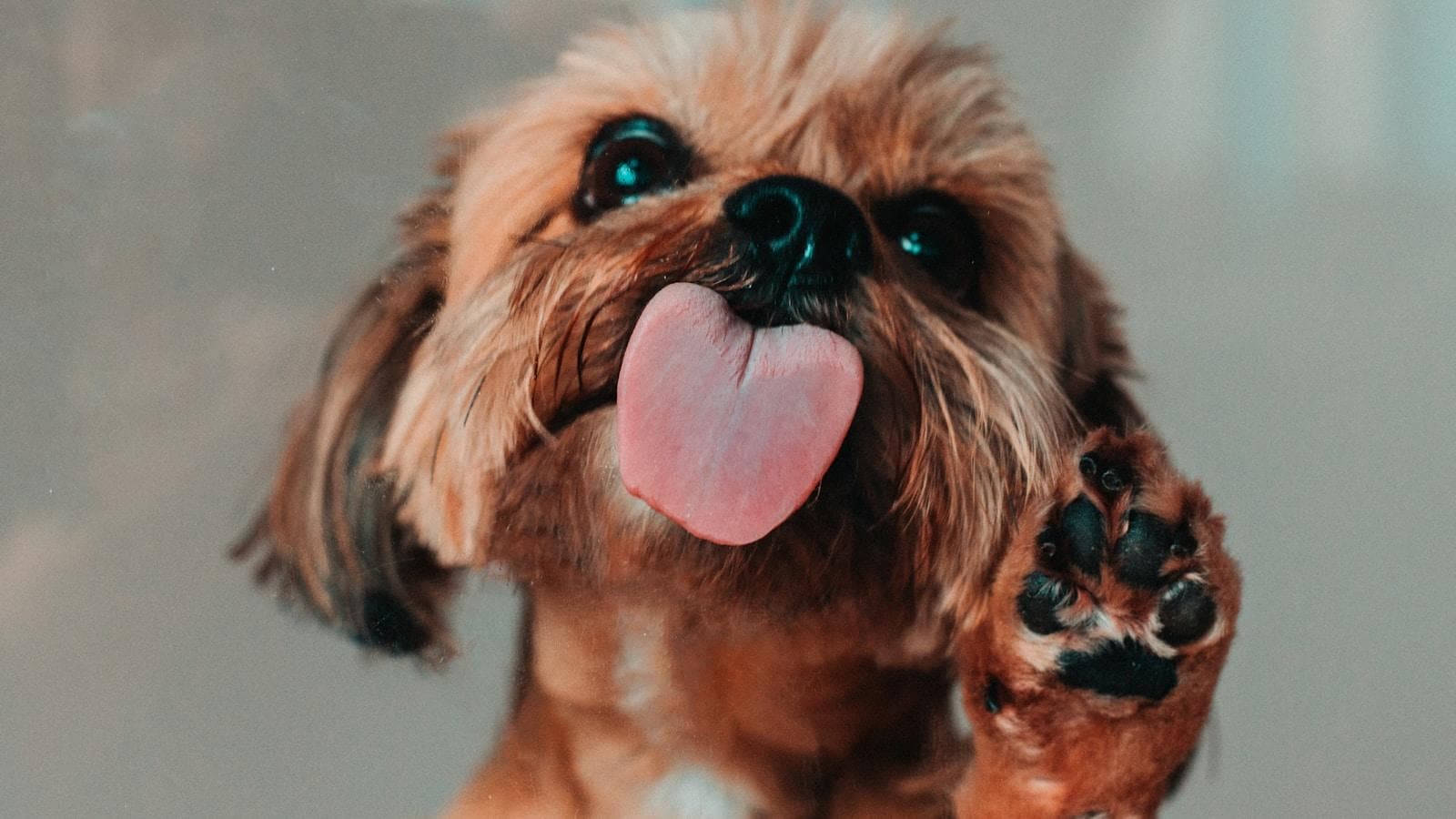 小型犬适合哪些人群养