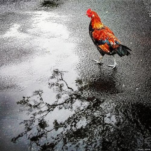 鸡为什么盼下雨？
