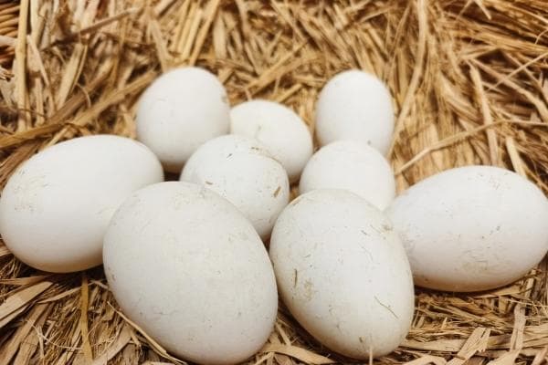 鹅蛋的功效与作用、禁忌和食用方法
