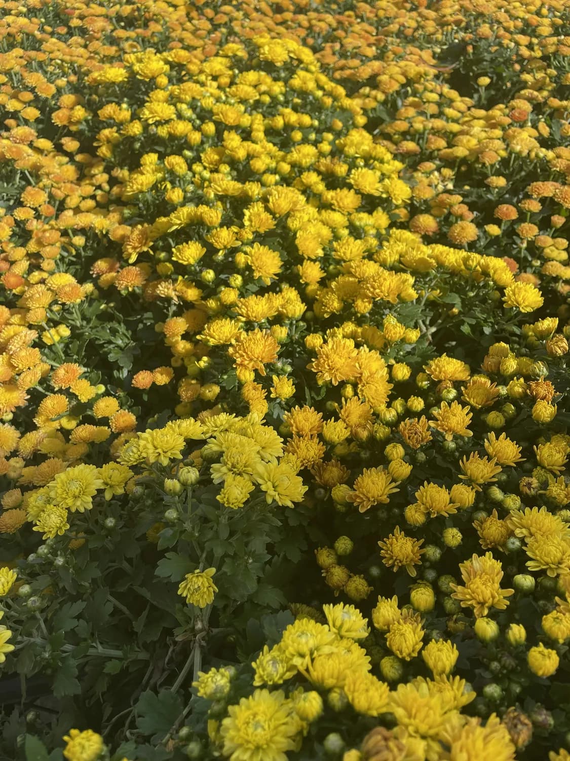 重庆周边自驾游新选择：大寨湖畔万亩野菊花海等你来