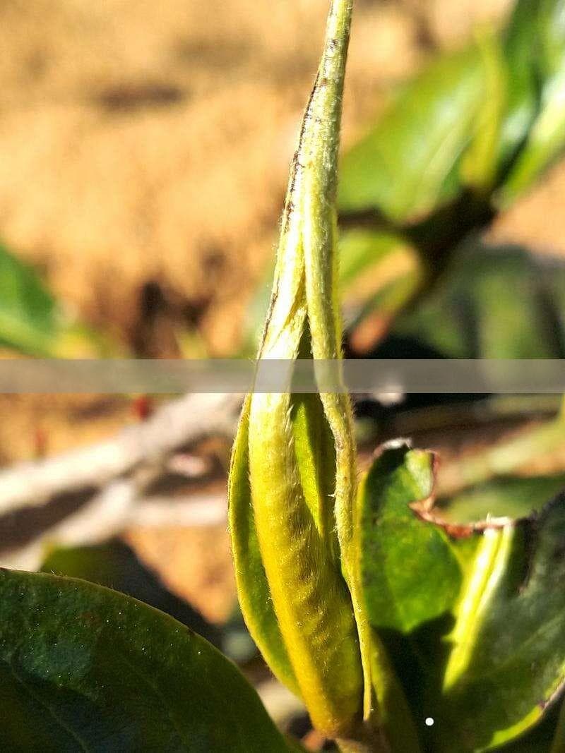 如何从您所在位置前往芳村茶叶市场？详细路线指南与建议