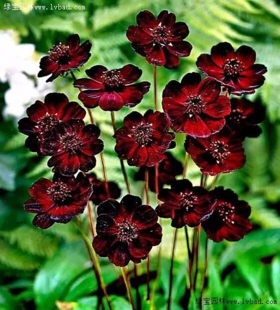 花园植物选择指南：八大类植物详解