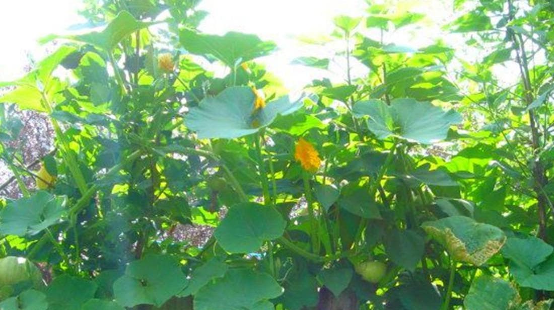 金瓜种植全程指南（从时间到方法，你想知道的都在这里！）