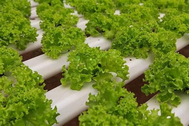 绿色蔬菜土肥管理技术：确保健康生长的关键