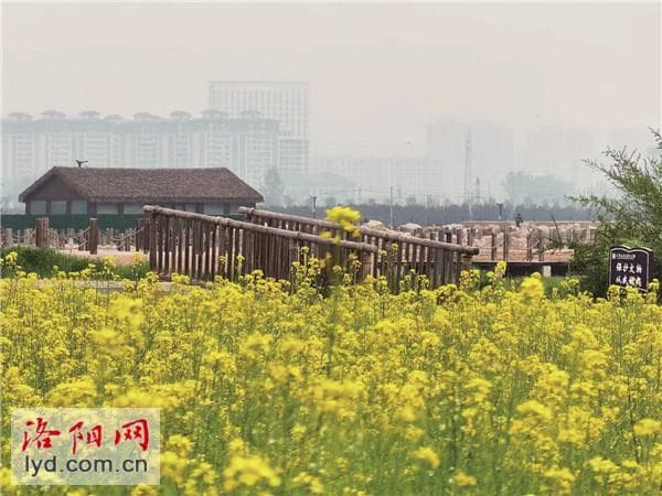 400余亩油菜花“点亮”二里头遗址