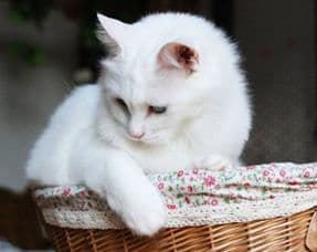 两个月猫咪可尝试猫罐头，但猫条更合适。