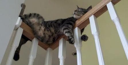 揭秘猫咪睡眠之谜：影响猫咪睡眠的因素及改善方法