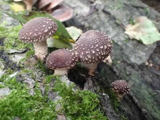 别馋云南菌子了，这6种超市里的菌菇同样味道鲜美、营养丰富（内附做法）