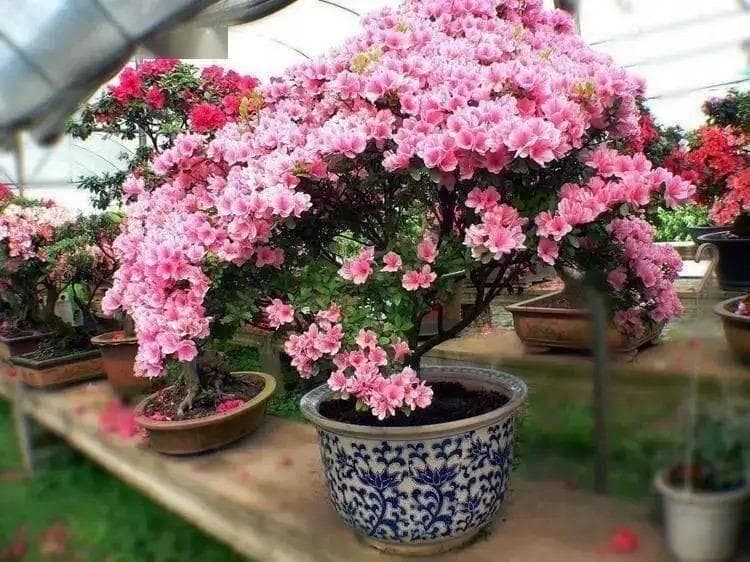 盆栽杜鹃花怎么养？浇“3种水”，花色艳，开花多一倍，年年开花