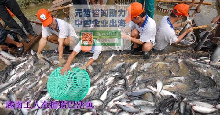 2024-2033年越南巴沙鱼出口研究报告