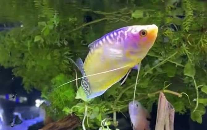 如何让鱼缸水清澈透明？