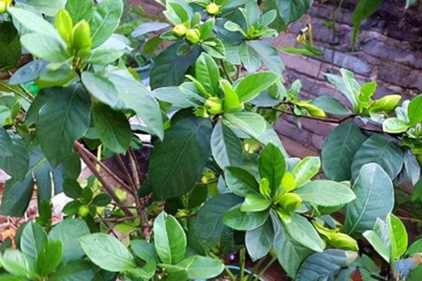 栀子花花苞没开就掉了什么原因？