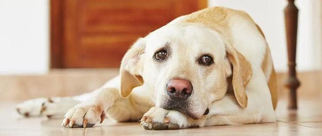 卡洛芬：犬骨关节炎与疼痛管理的临床用药指南