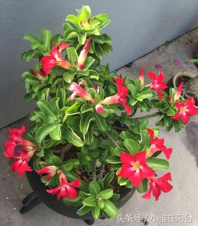 养沙漠玫瑰，一个小窍门，枝肥叶壮，开花多一倍，鲜艳又漂亮